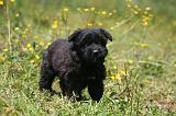 BOUVIER DES FLANDRES 463